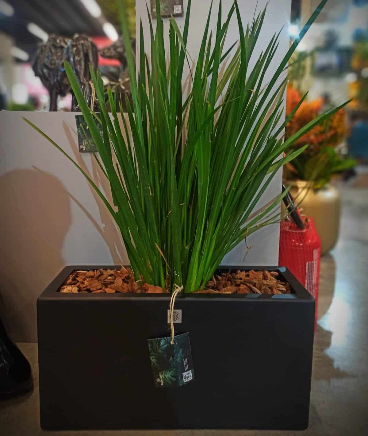 Vaso em Fibra de Vidro Estilo Jardineira Paris