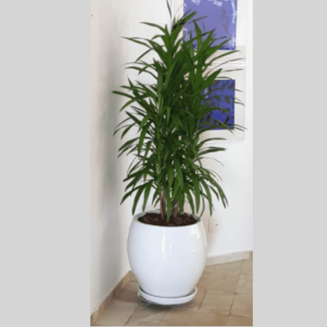 Vaso Vietnamita Bojo Branco